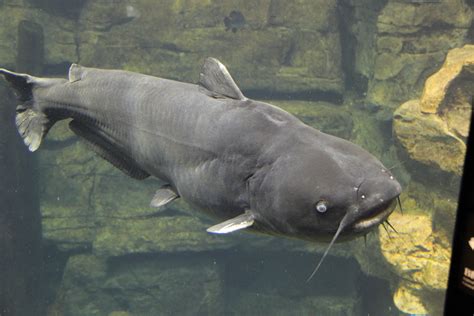 Blue Catfish .